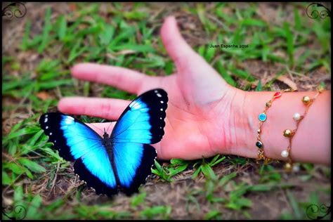 Borboleta Grande Preta Significado Revoeduca