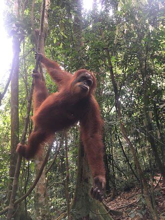 Sumatra Orang Utan Treks Bukit Lawang All You Need To Know