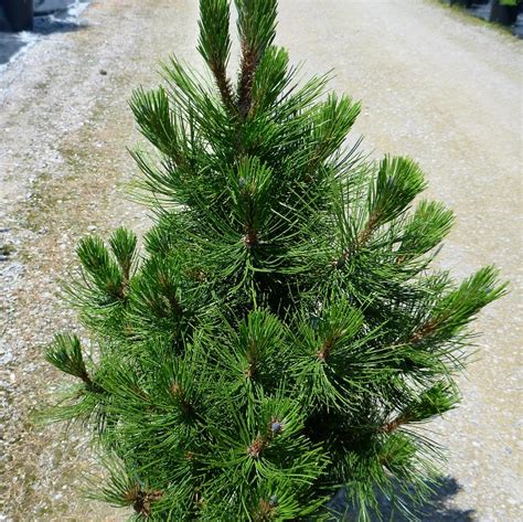 Pinus Heldreichii Var Leucodermis From Nvk Nurseries