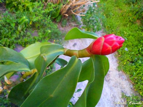 Cf Costus Spicatus Jacq Sw Costus Spicatus Popularme Flickr