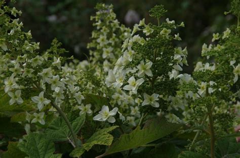 Hydrangea Quercifolia Snowflake Brido Eikebladhortensia