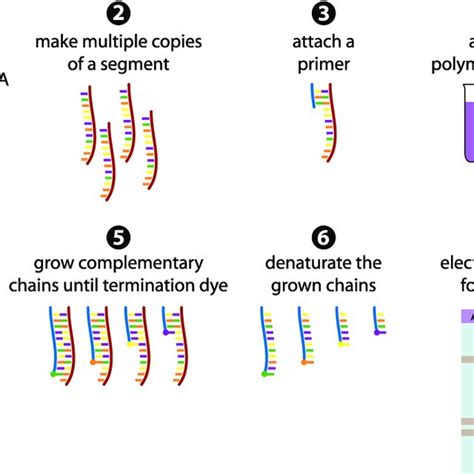 The Sanger Sequencing Method In Steps The Dsdna Fragment Is