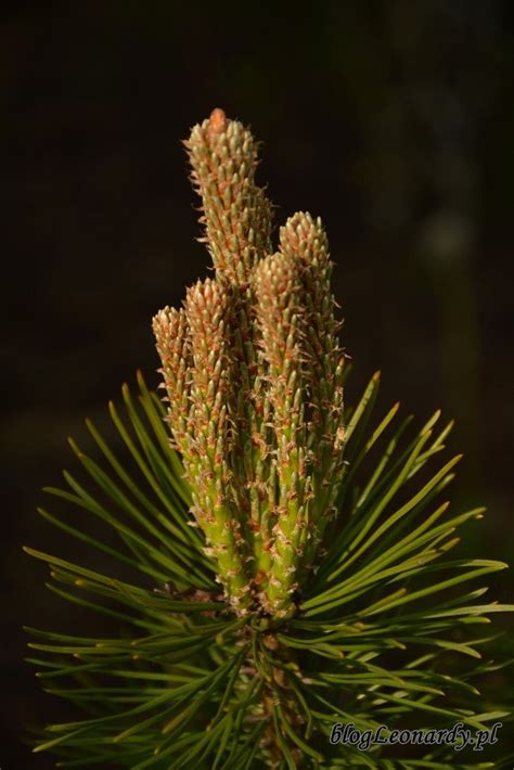 Syrop Z M Odych P D W Sosny Skarby Natury Zamkni Te W S Oiku Cactus