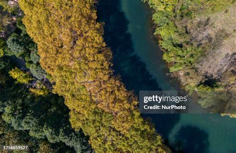 137 Wutong Tree Stock Photos, High-Res Pictures, and Images - Getty Images