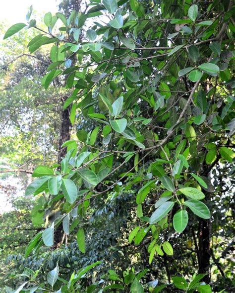 Ficus Pisocarpa Pinangah Forest Reserve Tongod Sabah The Figs Of