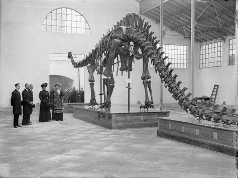 Cómo Era El Dinosaurio Diplodocus