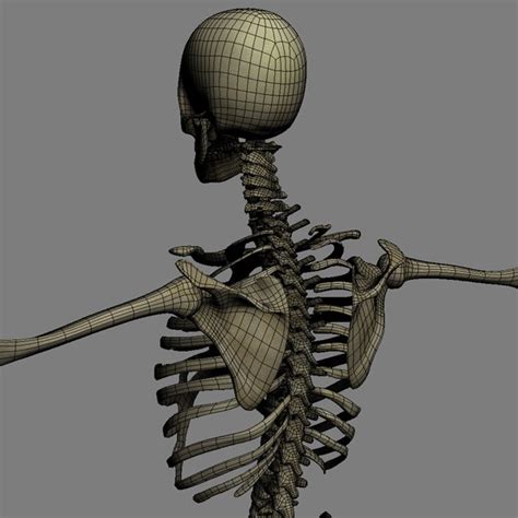 Human Skeleton Rigged Male Man 3d Model