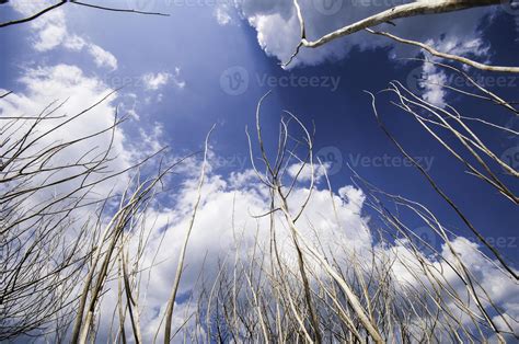 Naked Branches Of A Tree Against Blue Sky Close Up Stock Photo At Vecteezy