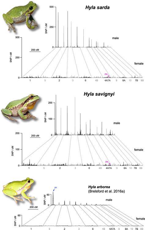 Figure 1 From When Sex Chromosomes Recombine Only In The Heterogametic Sex Heterochiasmy And