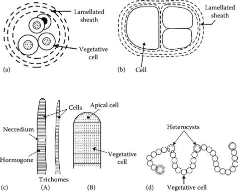 Cyanobacteria Cell Structure