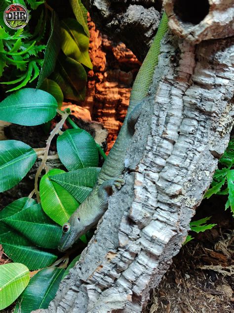 Kochs Day Gecko Hanging Out Darren Hamill Reptiles