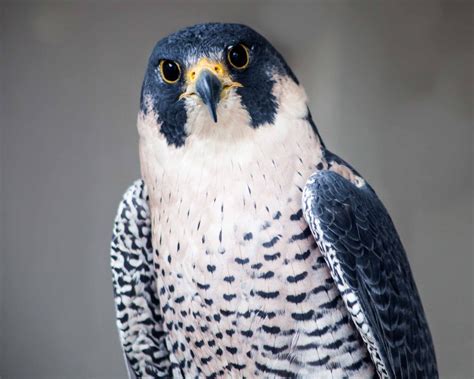 Peregrine Falcon. Falcons. Birds of Prey. Wildlife Nature