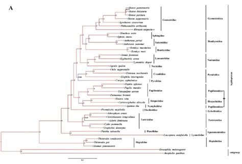 Tree Showing The Phylogenetic Relationships Among Lepidopteran Insects