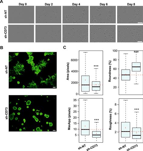 CD73 Suppression Prevents TNBC Organoid Invasion A Sh NT And Sh CD73