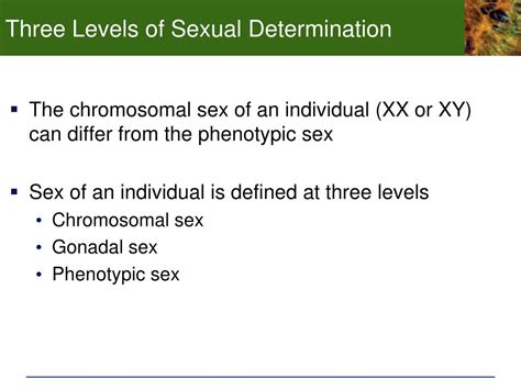 Ppt Chp Development And Sex Determination The Human Reproductive System Powerpoint
