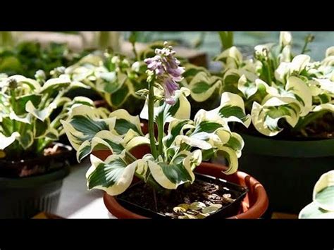 ХОСТЫ МЫШИНЫЕ УШКИ. ПРИЗЕРЫ ЗРИТЕЛЬСКОГО ГОЛОСОВАНИЯ. ОБЗОР СОРТОВ ...