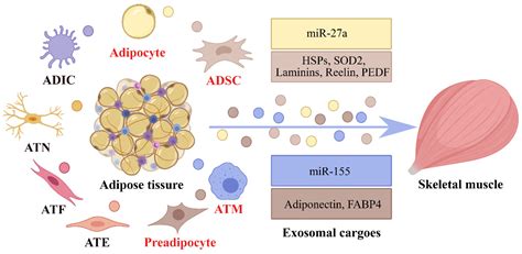 Ijms Free Full Text Adipose Secreted Exosomes And Their