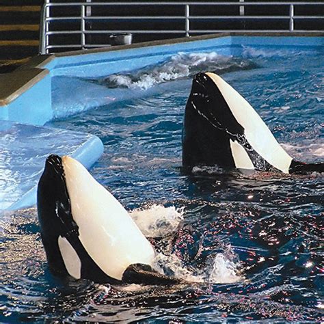 SeaWorld - Super Holiday Tours