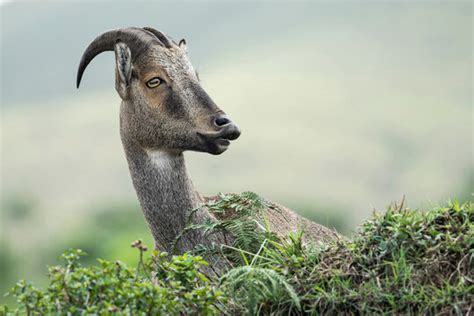 nilgiri thar images browse  stock  vectors  video