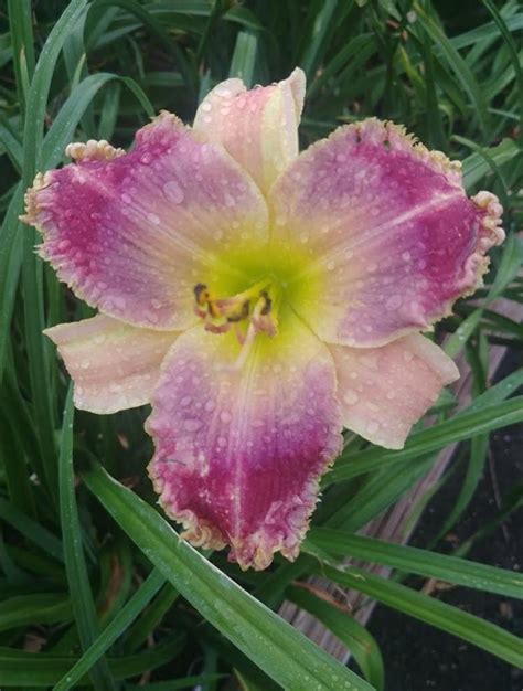 Daylily Hemerocallis Topguns Ghost Whisperer In The Daylilies