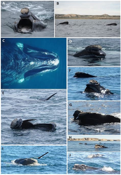 Feeding behaviors of southern right whales recorded at Península