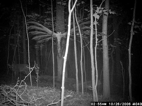 Weird Trail Cam Photos My XXX Hot Girl