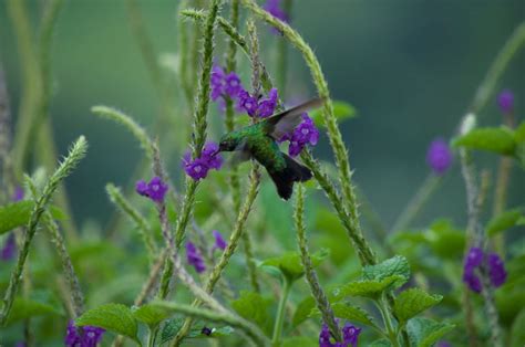 Free Images Nature Meadow Flower Green Herb Botany Flora