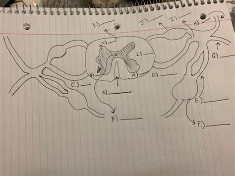 Spinal cord Flashcards | Quizlet