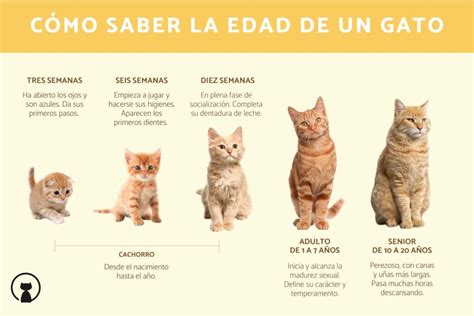 Edad De Un Gato De 12 Años Cuántos Años Más De Vida Le Quedan