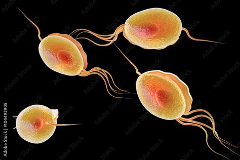 Trichomonas Vaginalis Isolated On Black Background Sexually Transmitted Microorganism