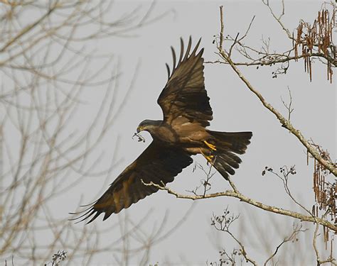 Schwarzmilan Schwarzmilan Milvus Migrans C Karin Meier