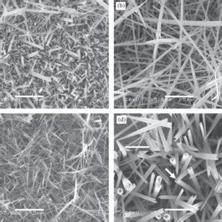 SEM Images Of ZnO Nanostructures Grown On Zn Foil Surface From