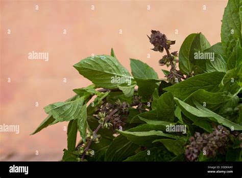 Thai Basil Or Locally Known As Daun Selasih Normally Used In Asian