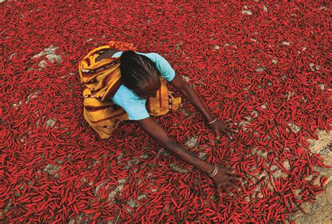 Chilli Powder Indian Spice Mountain