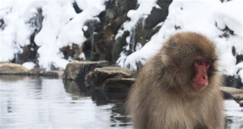 Hot Bath For Snow Monkeys In Jigokudani Monkey Park In Nagano Japan Stock Photo Image Of