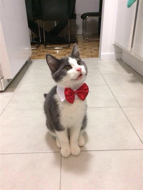 Kittens Wearing Bow Ties