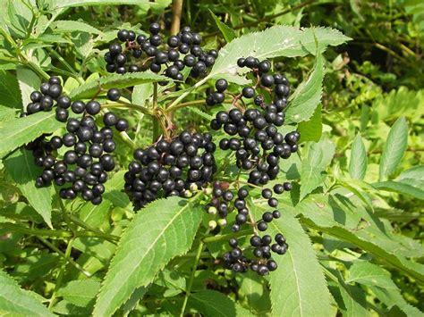 Бузина черная (Sambucus nigra L.) - лекарственное, съедобное растение ...