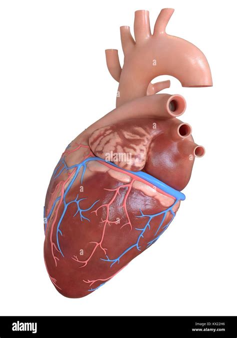 Arterias Y Venas Del Corazon