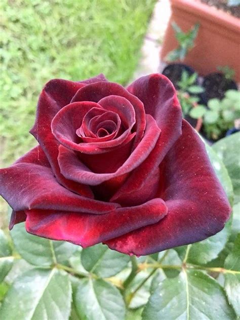 Pin by My Anh on 1. A. File General | Beautiful roses, Beautiful ...
