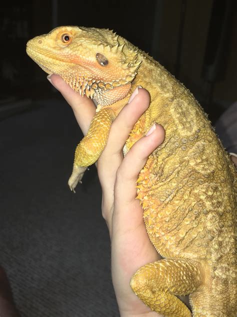 Best Aela Images On Pholder Velvethippos True STL And Skyrim Porn