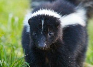 Skunk Poop 101: Identification & Dangers with Pictures