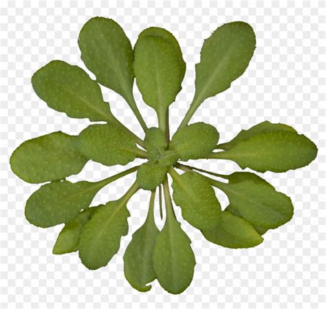 Arabidopsis Thaliana Rosette Transparent Background Plants Top View