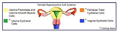 Human Female Reproductive Cells Research