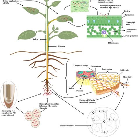 Series Of Physiological And Biochemical Mechanisms In Nano Primed Seed