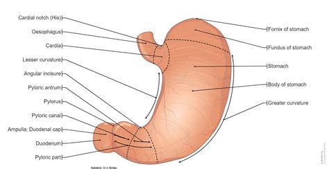 stomach diagram earliest stages      stomach