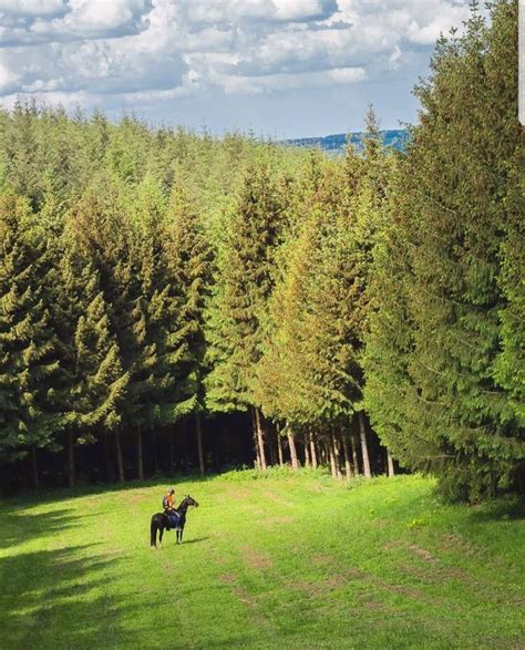 Grande Forêt De Saint Hubert Ardennes Belges Randonnée à Cheval