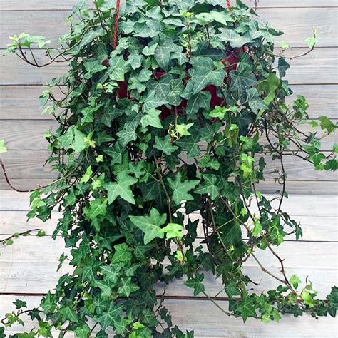Плющ (Hedera) (Хедера) - Рассада цветов и овощей.