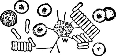 Red And White Blood Cells Vintage Illustration 13588814 Vector Art At