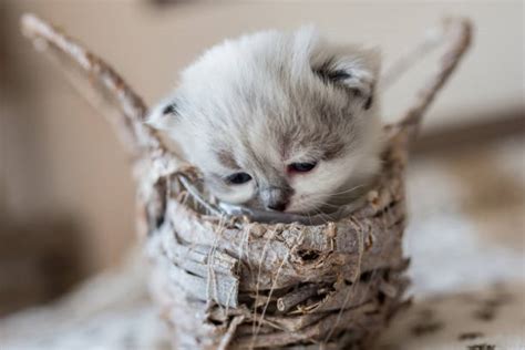 210+ Persian Kitten In A Basket Stock Photos, Pictures & Royalty-Free ...