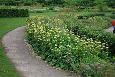 Phlomis Russeliana Perennials For Sale Uk Uk